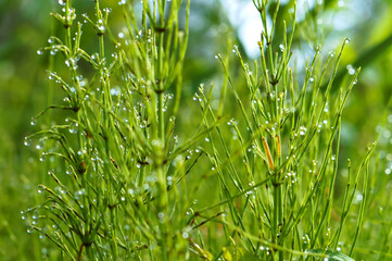 Horsetail green grass with dewdrops. Dew drops on a stalk of horsetail.