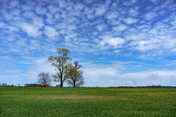 Fototapeta na wymiar Landscape field tree. Three trees in a field. Spring field landscapes.