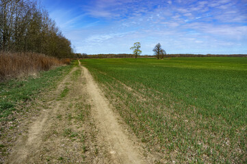 Fototapeta na wymiar A long road in an arable field. Farmland. A beautiful field road