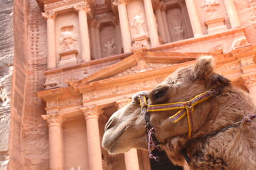 Beautiful temple-mausoleum of Al-Khazneh in the ancient city of Petra in Jordan, with a camel portrait.