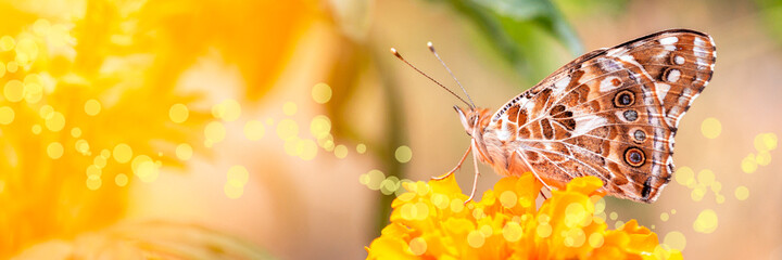 Banner os summer composition of painted Lady butterfly Vanessa cardui feeding nectar from a...