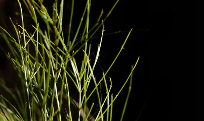 Primer plano de gramínea silvestre de tallos largos con fondo negro.