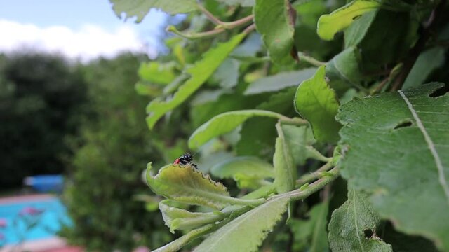 Clytra Laeviuscula (the Ant Bag Beetle) Flying of Willow Leaf in the Garden. Four Spotted Leaf Beetle is Insect belonging to the Family Chrysomelidae. 
