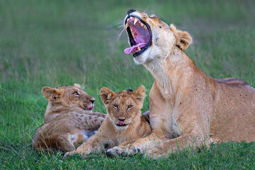 Lioness and two cubs in Maasai Mara, Kenya, Africa