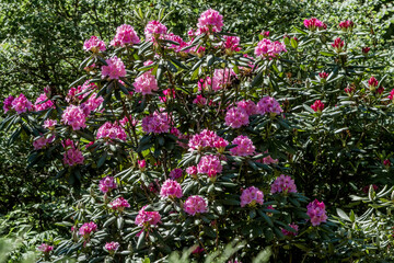 Catawba Rhododendron Cultivar (Rhododendron catawbiense) in park