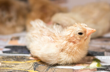 newly born chicken