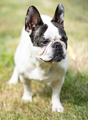 Close up of a pug dog