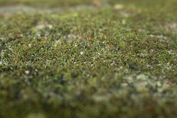 mousse ,lichen vert en gros plan  dans la forêt