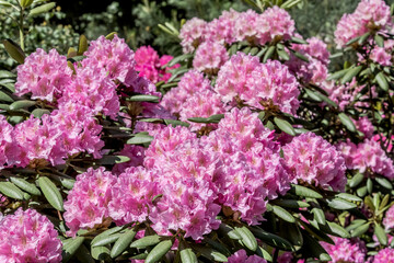Catawba Rhododendron Cultivar (Rhododendron catawbiense) in park