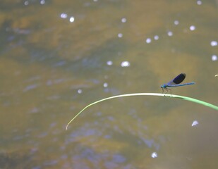 libellule bleue sur un brin de feuille, isolé au bord d'un lac
