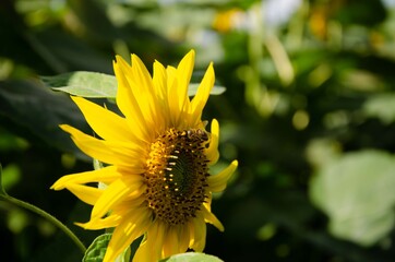 Beautiful sunflower in the middle of the field. Sunflowers in the field sky background.