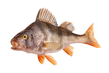 Perch fish, (perca fluviatilis), predatory fish, isolated on white background