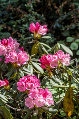 Catawba Rhododendron Cultivar (Rhododendron catawbiense) in park