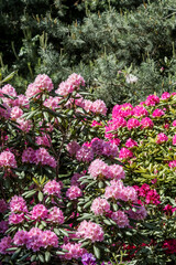 Catawba Rhododendron Cultivar (Rhododendron catawbiense) in park