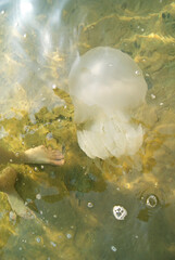 Jellyfish swims in the Sea of Azov. Close-up