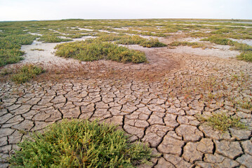 Salt marshes. Dry cracked earth