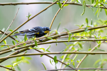 Yellow-rumped Warbler (Setophaga coronata) Perching on a Tree