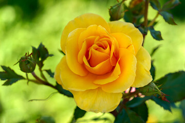 Large yellow rose flower close-up in the garden.