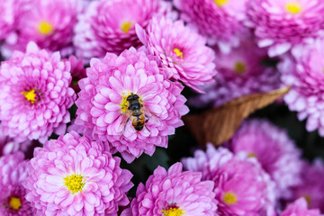 Obraz premium autumn landscape. autumn flowers. chrysanthemums in the garden. bee on flowers