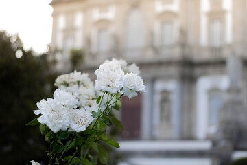 white roses, with the sanctuary of Bom Jesus of Braga in the back