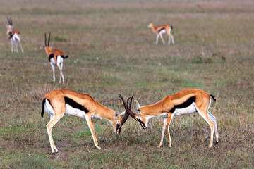 Naklejka na ściany i meble Thomson's gazelles fighting in Maasai Mara, Kenya, Africa.
