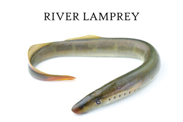 lamprey river, isolated white background, freshwater fish species of predator family of jawless...