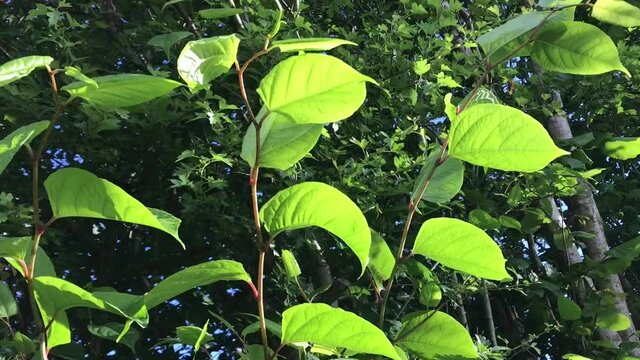 Leave of the fast-growing, invasive, plant Japanese Knotweed or 'Polygonum cuspidatum' or Fallopia japonica' blowing in a gentle wind