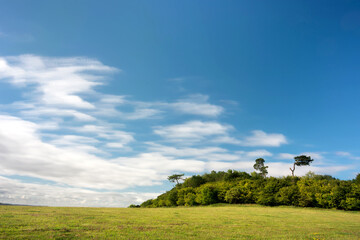 Fototapeta na wymiar Wiltshire landscape with trees and big sky,England,United Kingdom.