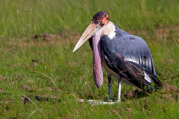 Marabou stork in Maasai Mara, Kenya, Africa © MehmetOZB