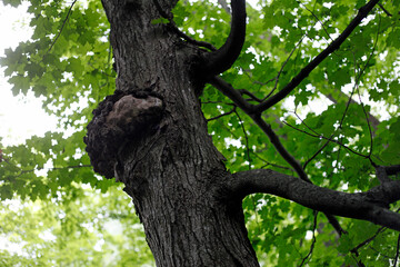 Un broussin sur le tronc d'un arbre