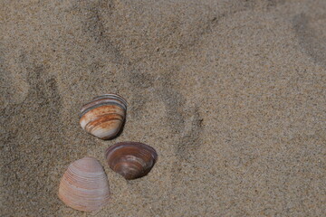 Fototapeta na wymiar Drei Muscheln liegen im nassen, feinen Sand mittig im unteren Teil des Bildes. Zwei sind orange mit weiße Flecken, eine ist dunkelrot.