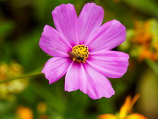 Obraz premium (Halictus scabiosae) Gelbbindige Furchenbiene mit breite ockergelbe Hinterleibs-Endbinden