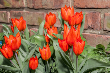 Unicum Tulip (Tulipa praestans) in garden