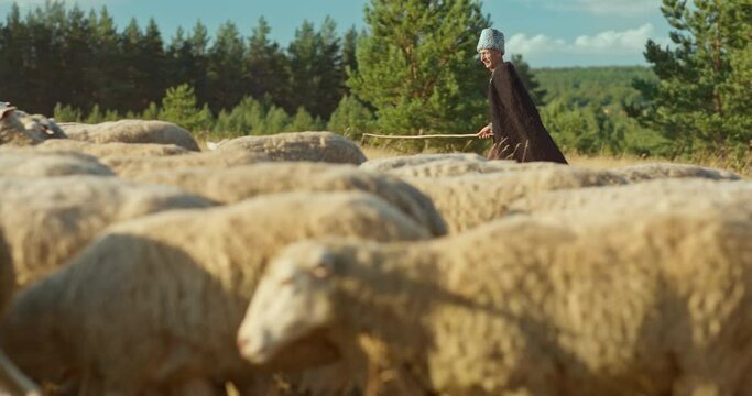 Shepherd in a burka and papakha grazes a flock of sheep. Raising livestock, sheep on pasture. 4k, 10bit, ProRes
