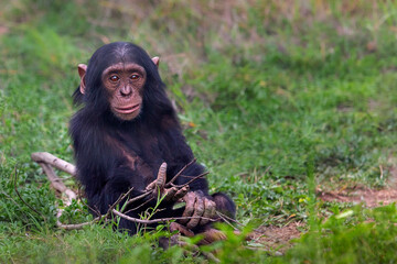 Young chimp in Sweetwaters, Kenya, Africa