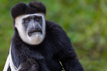 Black and white Colobus Monkey in Kenya, Africa