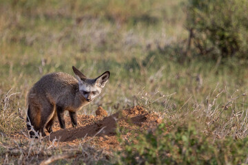 Bat eared fox, in Samburu, Kenya