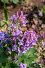 Solid-tubered Corydalis (Corydalis solida) in forest, Central Russia