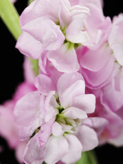 Fototapeta na wymiar Beautiful pink bouquet