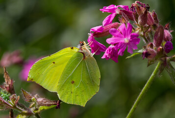 Common brimstone butterfly on the pink flower of Red campion