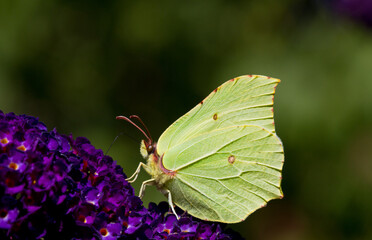 Common brimstone butterfly on flower of Summer lilac