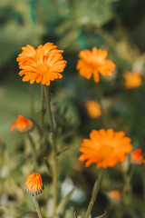 Calendula officinalis, the pot marigold, ruddles, common marigold or Scotch marigold, is a flowering plant in the daisy family Asteraceae. Bright summer flower background.