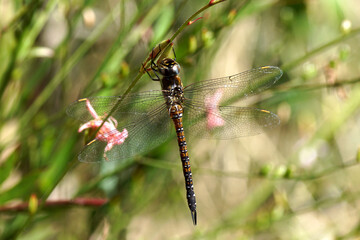 Migrant hawker (Aeshna mixta) family aeshnids, hawkers, or darners (Aeshnidae). Resting in on the...