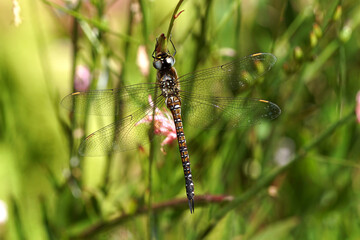 Migrant hawker (Aeshna mixta) family aeshnids, hawkers, or darners (Aeshnidae). Resting in on the stem of a plant (Gaura) in Dutch garden. Summer, August, Netherlands.