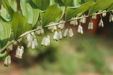 Polygonatum, also known as King Solomon's-seal or Solomon's seal. The family Asparagaceae, subfamily Nolinoideae. White forest or garden flowers in bloom. Lots of small white flowers in a row.