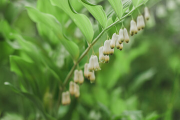 Polygonatum, also known as Solomon's seal. White forest or garden flowers in bloom. Lots of small white flowers in a row. Large green leaves. Beautiful postcard for an Amateur florist