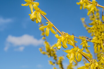 Korean Forsythia (Forsythia ovata) in garden