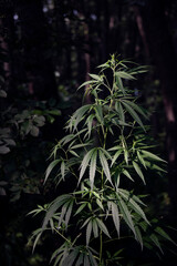 The silver color of the hemp leaves.
A huge cannabis bush in the forest thickets.Medicinal herb of the southern region.Green cannabis at marijuana farm.