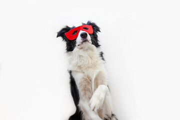 Funny studio portrait of cute smiling dog border collie in superhero costume isolated on white background. Puppy wearing red super hero mask in carnival or halloween. Justice help strenght concept.