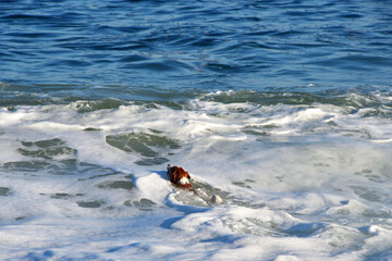 Dog bathes in the waves of the sea of Japan